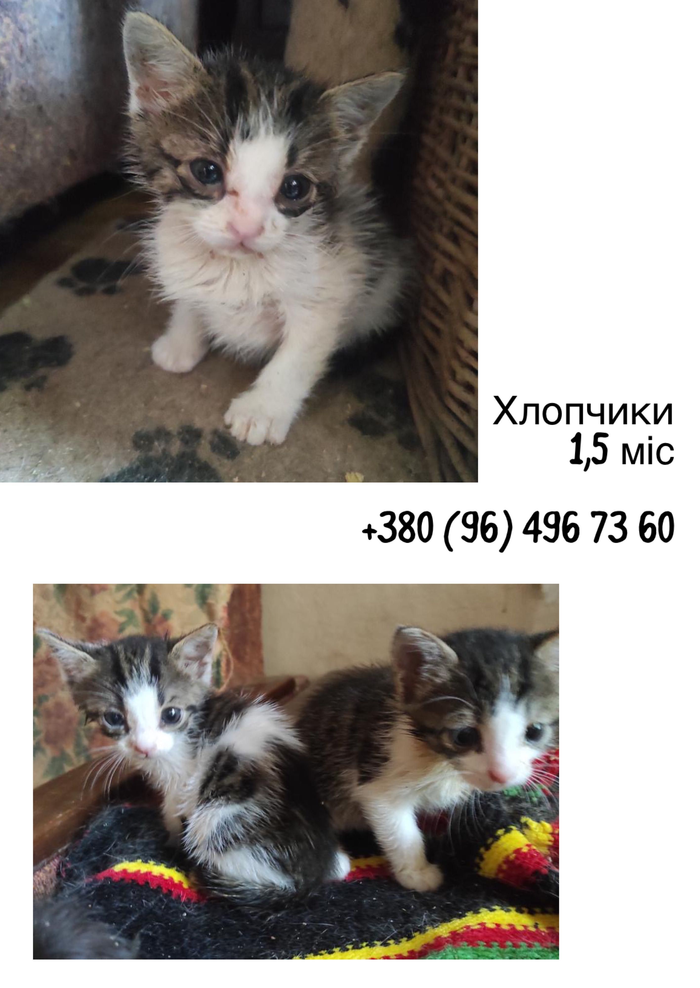 Красивые котята Бесплатно