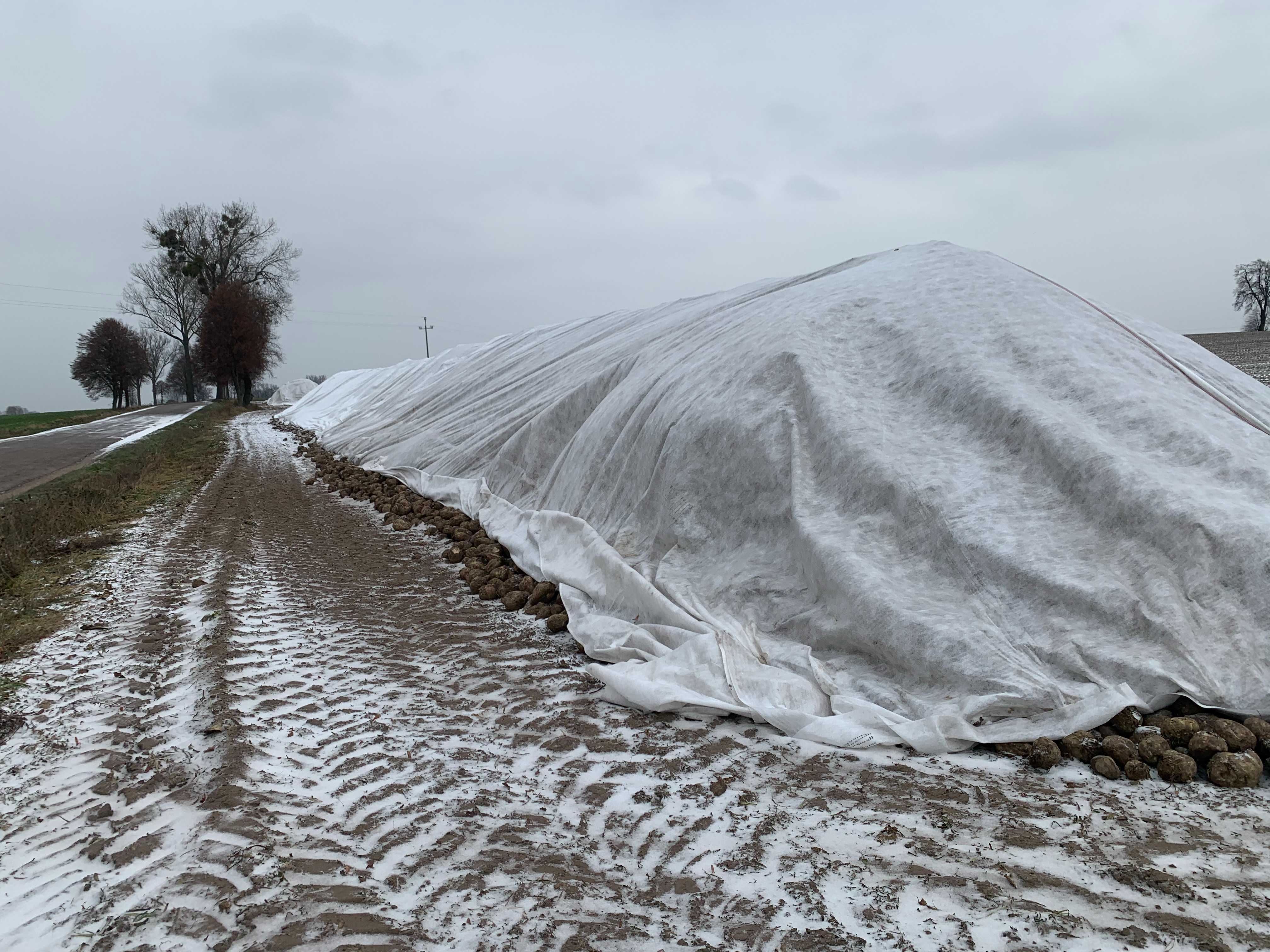 Agro włóknina na pryzmy buraczane, cebule, marchew 110g/m2 SZYTA