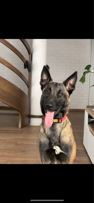 Owczarek belgijski malinois FCI