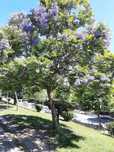Sementes jacaranda