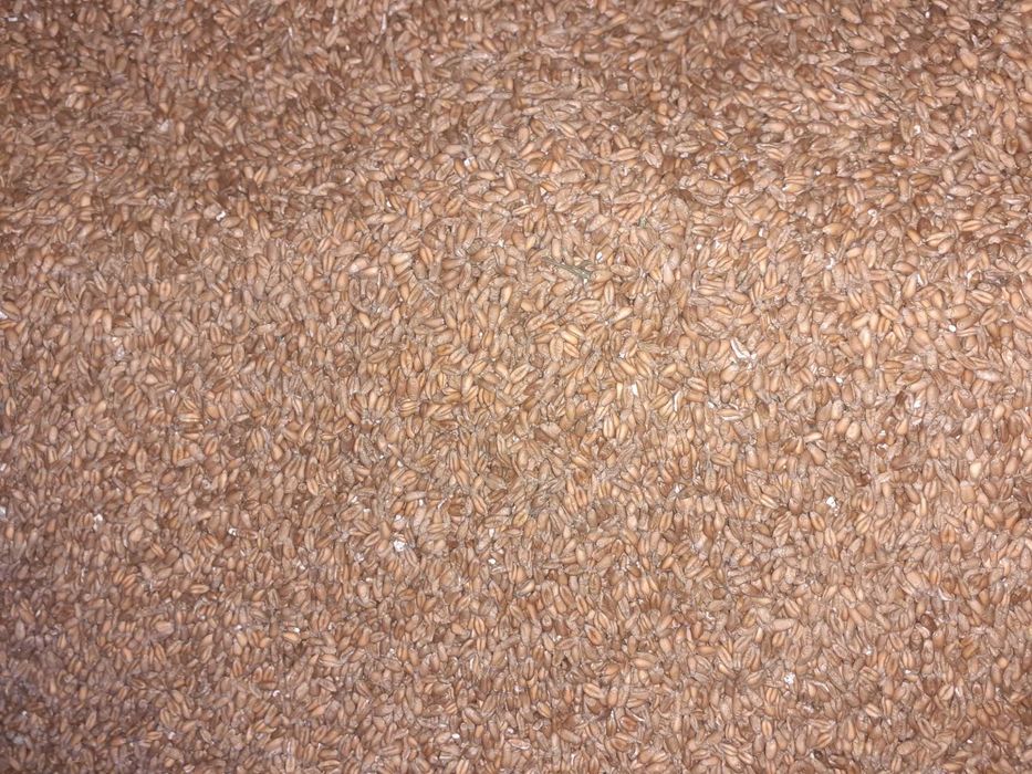 Pszenica owies i żyto