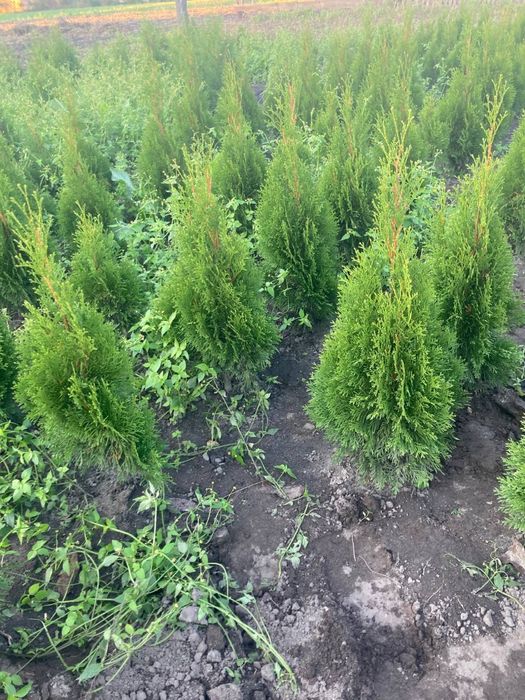 Туя Смарагд Варіагата Колумна Ауреа Нана Ялівець