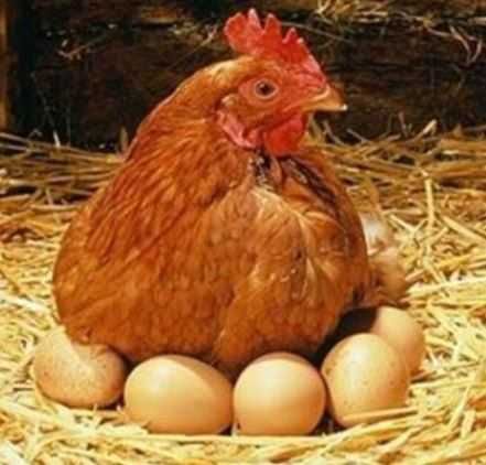 Добові курчата молодняк кури Домінант