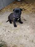 Suczka American Pit Bull terrier