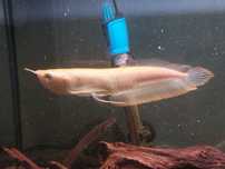 Arowana albina 30 cm