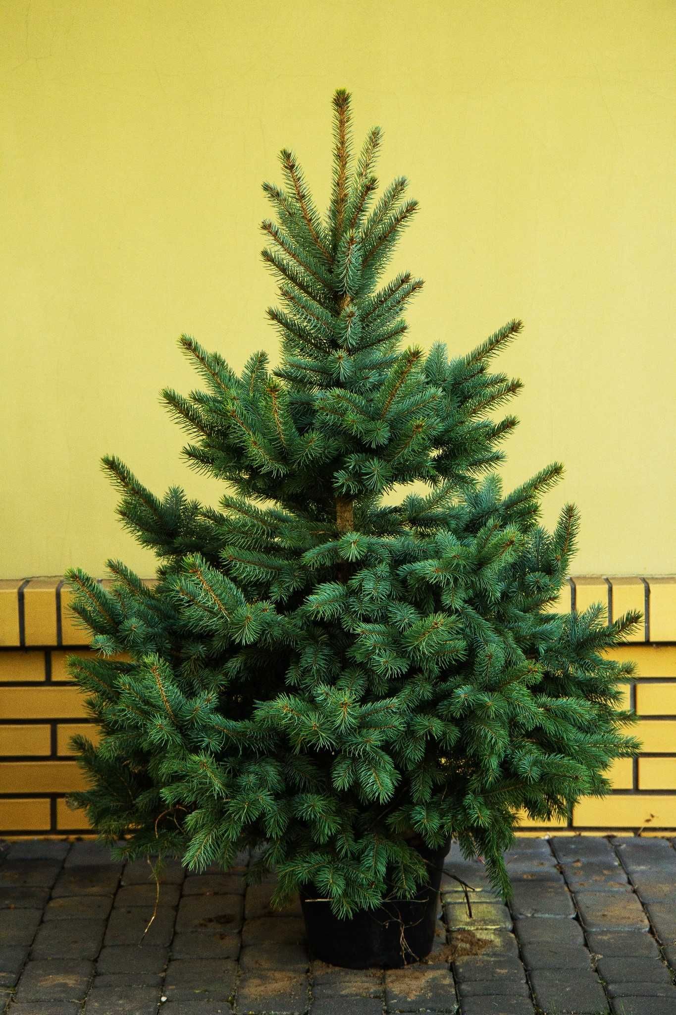 Świerk srebrny 130-160 cm kopany z korzeniami - W DONICZCE  ŚWIĄTECZNY