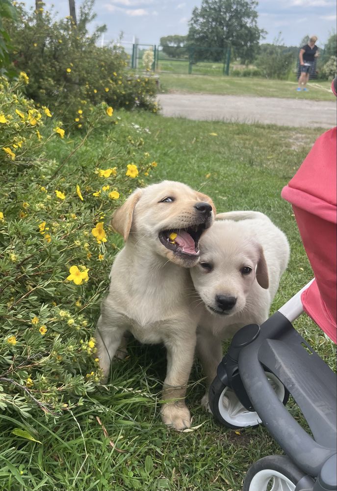 Labrador Retriver