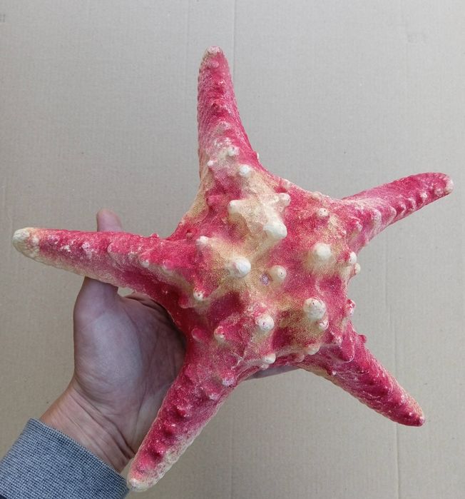 Морская звезда большая.