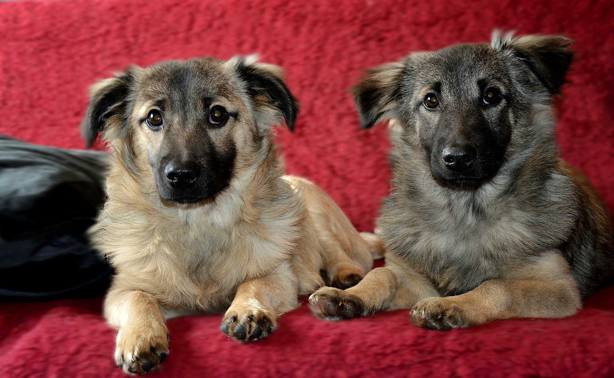 Dwa chłopaki słodziaki do adopcji!