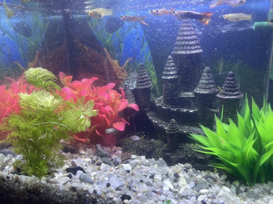 Akwarium. Wyposażone