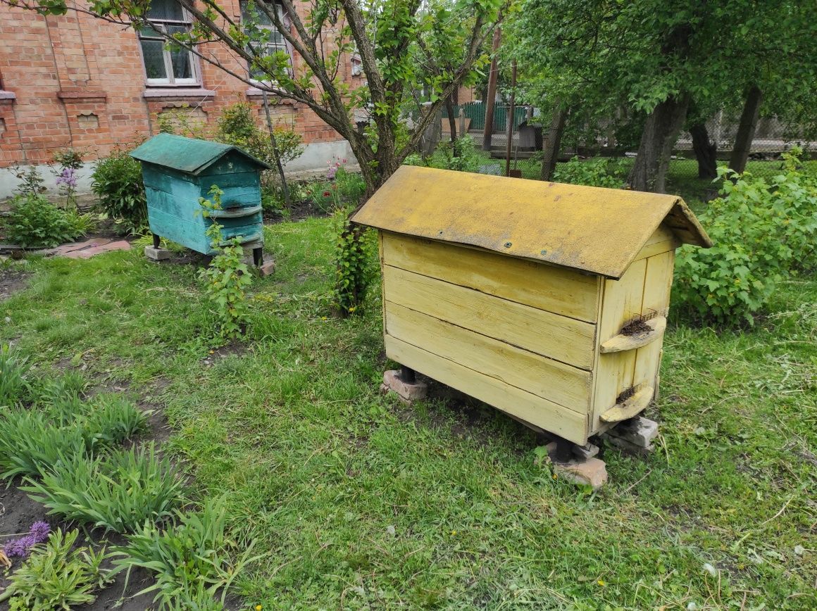 Продаю бджоли три сім'ї вулики теплі пасіка пчелы улей