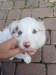 Border Collie piesek red merle