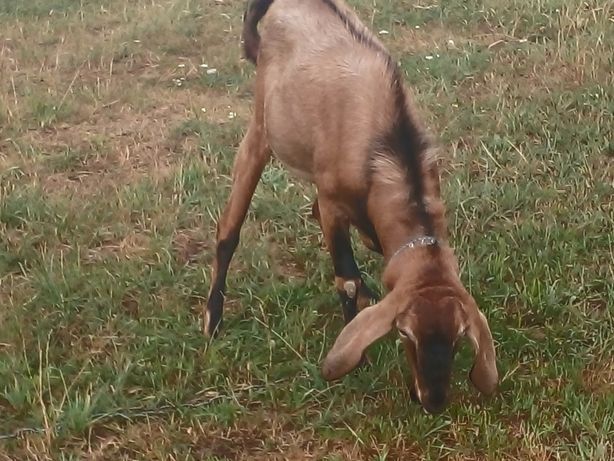 Англо-нубійський козел для кіз для спарування кіз
