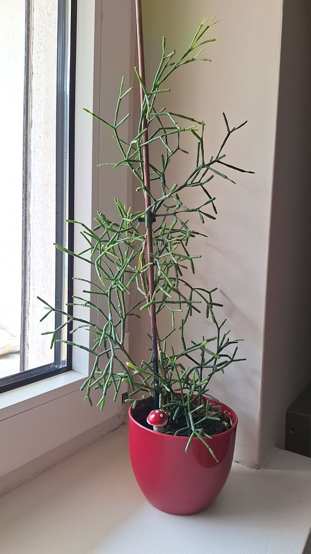 Hatiora salicornioides, zwany patyczakiem, wysokość 42 cm