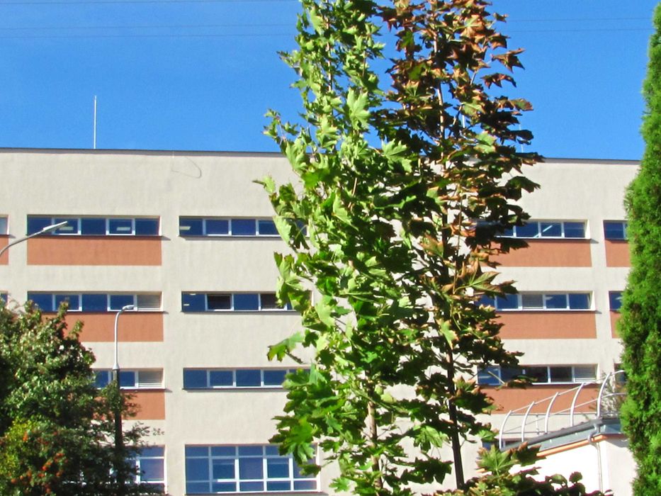 Klon drzewka do posadzenia dwie sztuki