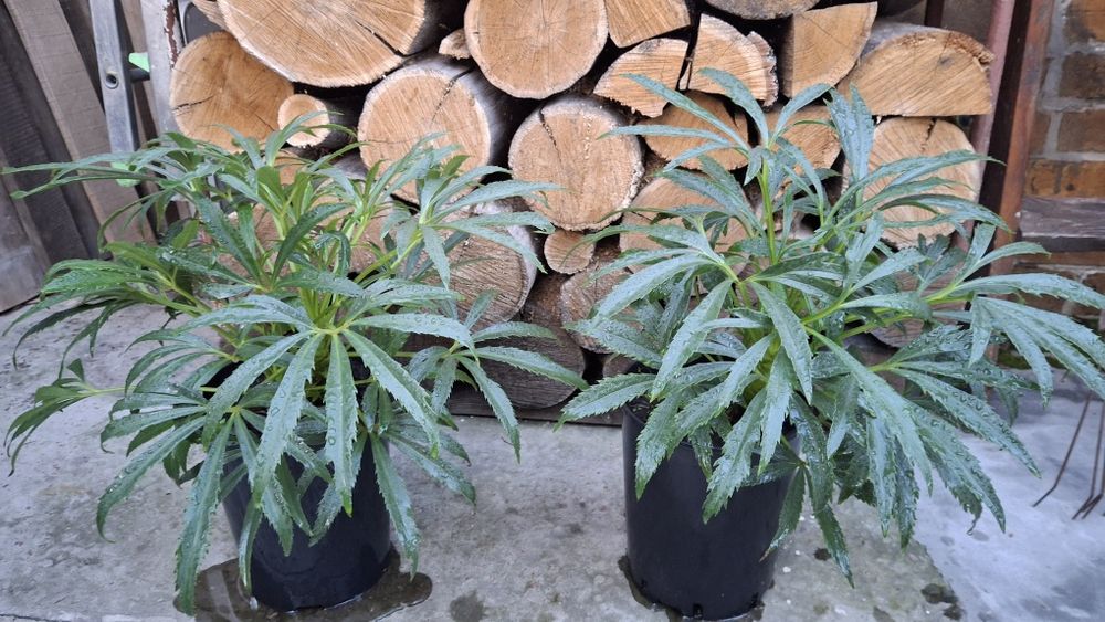 Чемерник, морозник,  2 річні саджанці, 3 л