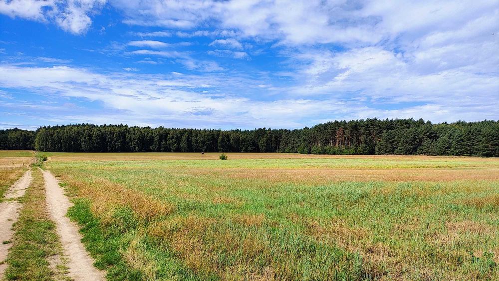 Prawie dwa hektary pod lasem, 15 km od Łodzi
