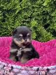 ***Szpic miniaturowy,pomeranian-cudowna dziewczynka***