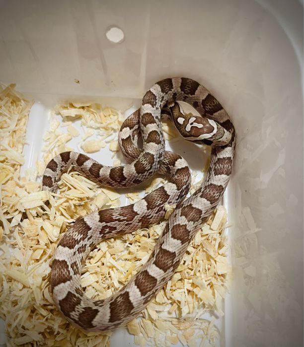 Wąż zbożowy z kompetnym wyposażeniem