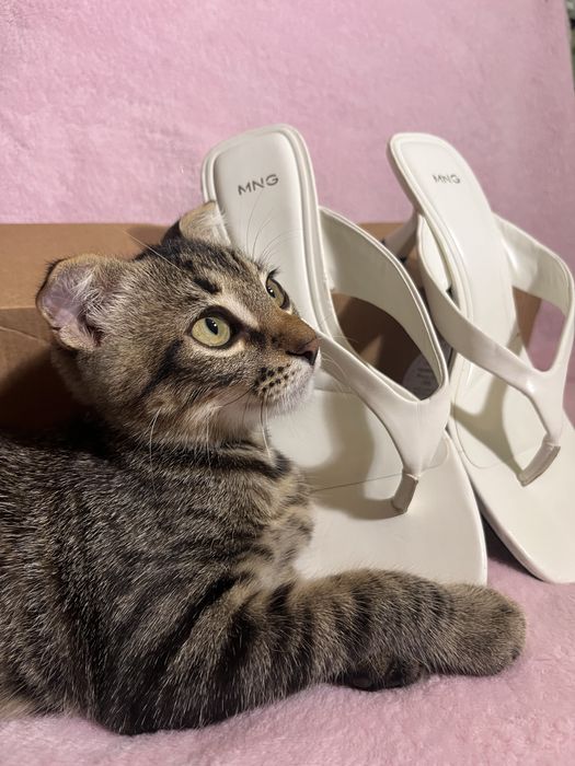 Білі босоніжки Мюли від Mango, босоніжки на каблуку, 38. 1000 грн.