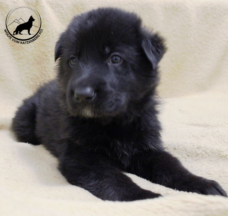 Owczarek niemiecki krótkowłosy SZCZENIAK czarny FCI licencja KÖRUNG