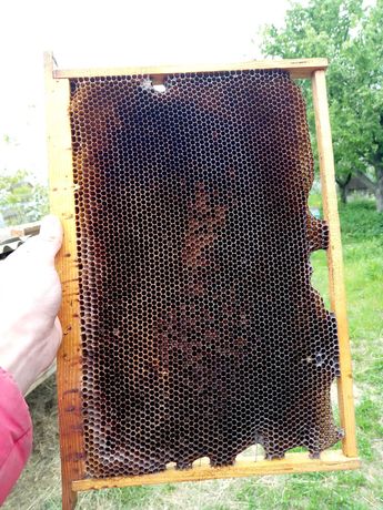 Рамки для пчёл с мёдом