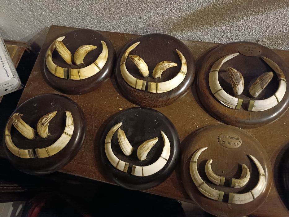 Dentes javali colmillos