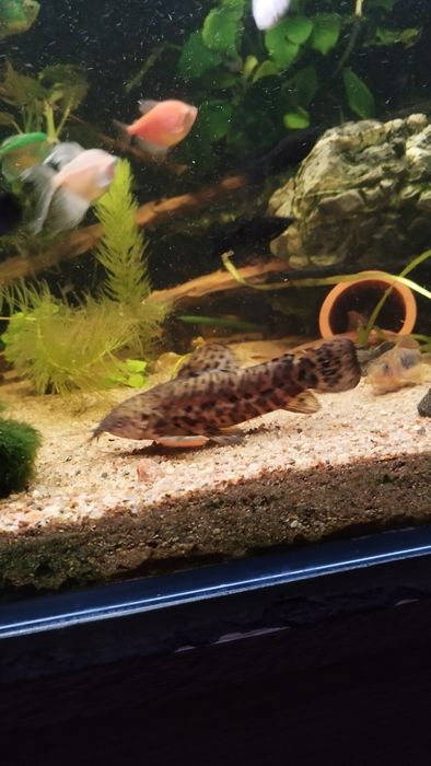 Kiryśnik czarnoplamy