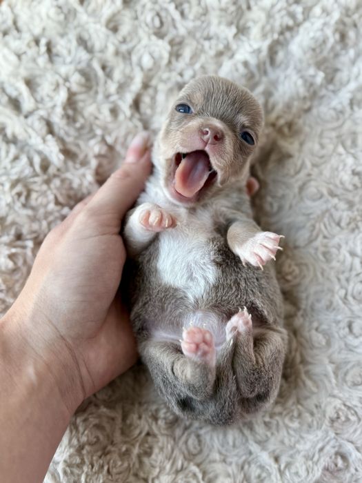 Chihuahua śliczna dziewczynka XS liliowa LALECZKA