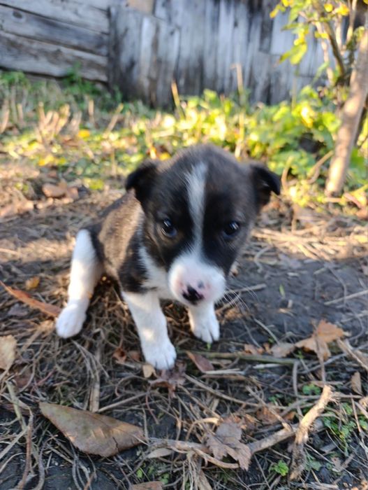 Цуценя, віддам в дбайливі та добрі руки