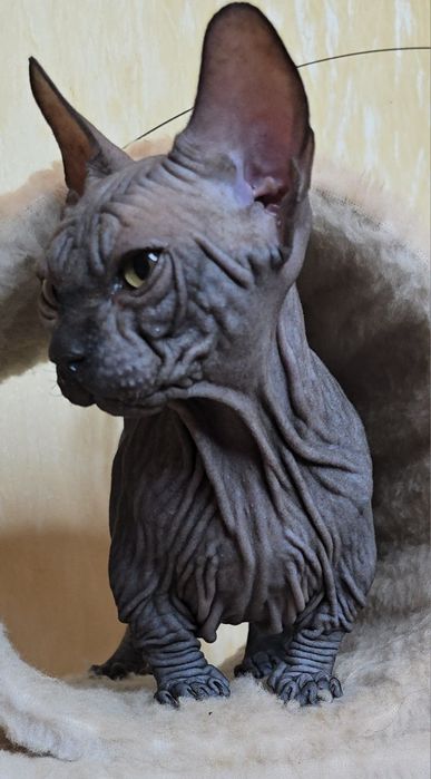 Бамбино хлопчик шоу клас