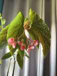 Begonia cięta begonia