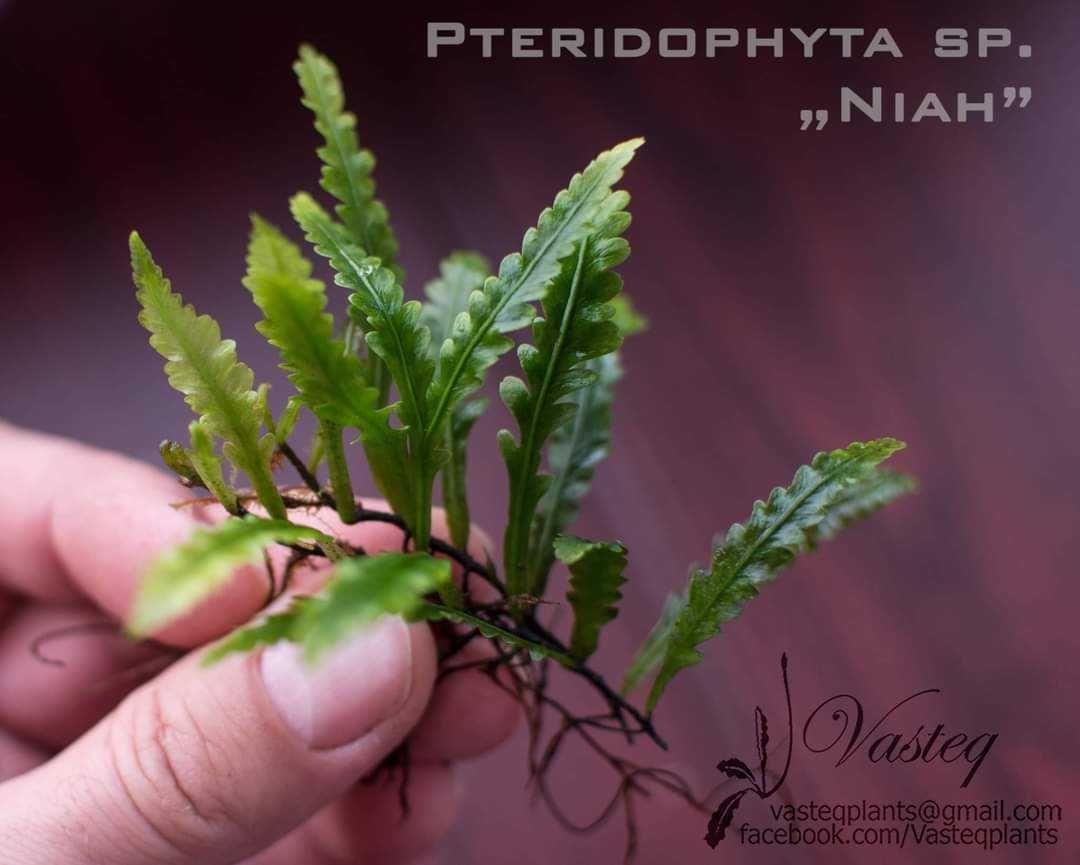 Pteridophyta "Niah" paproć do akwarium paludarium