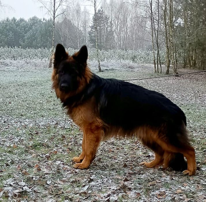 Owczarek niemiecki długowłosy FCI