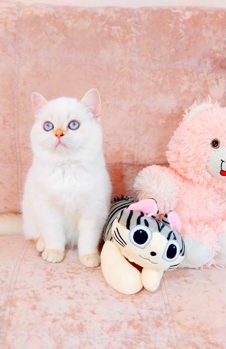 Біленьке плюшеве ведмежатко Дівчинка очаровашка