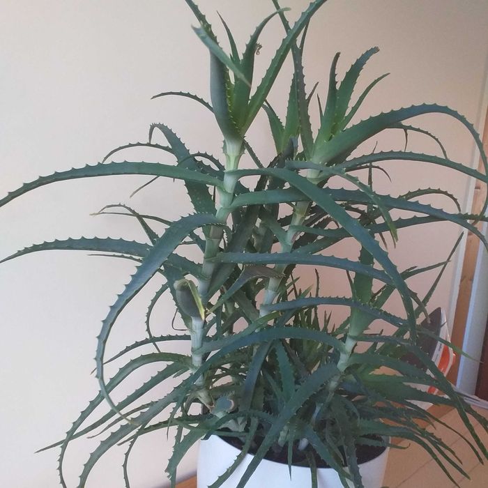 Aloes roślina zielona w doniczce