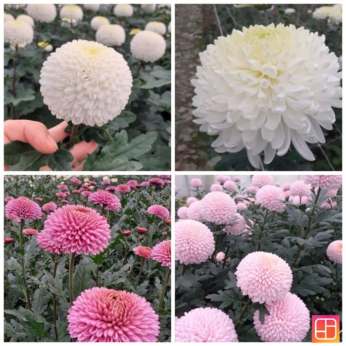 Chryzantemy cięte i doniczkowe