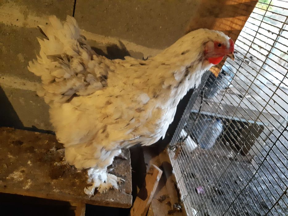 Brahma , galinhas  de várias raças e   . ovos