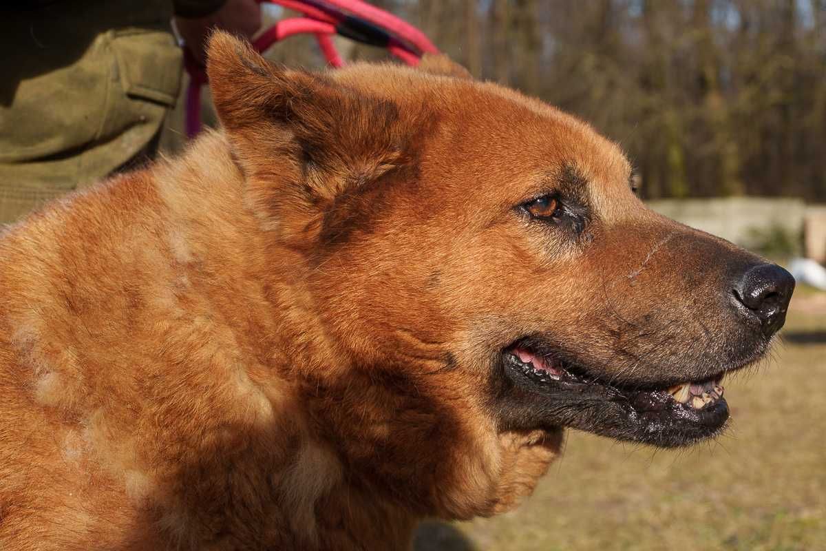 Chow chow mix Czaki szuka domu schronisko Zgierz -aktualne