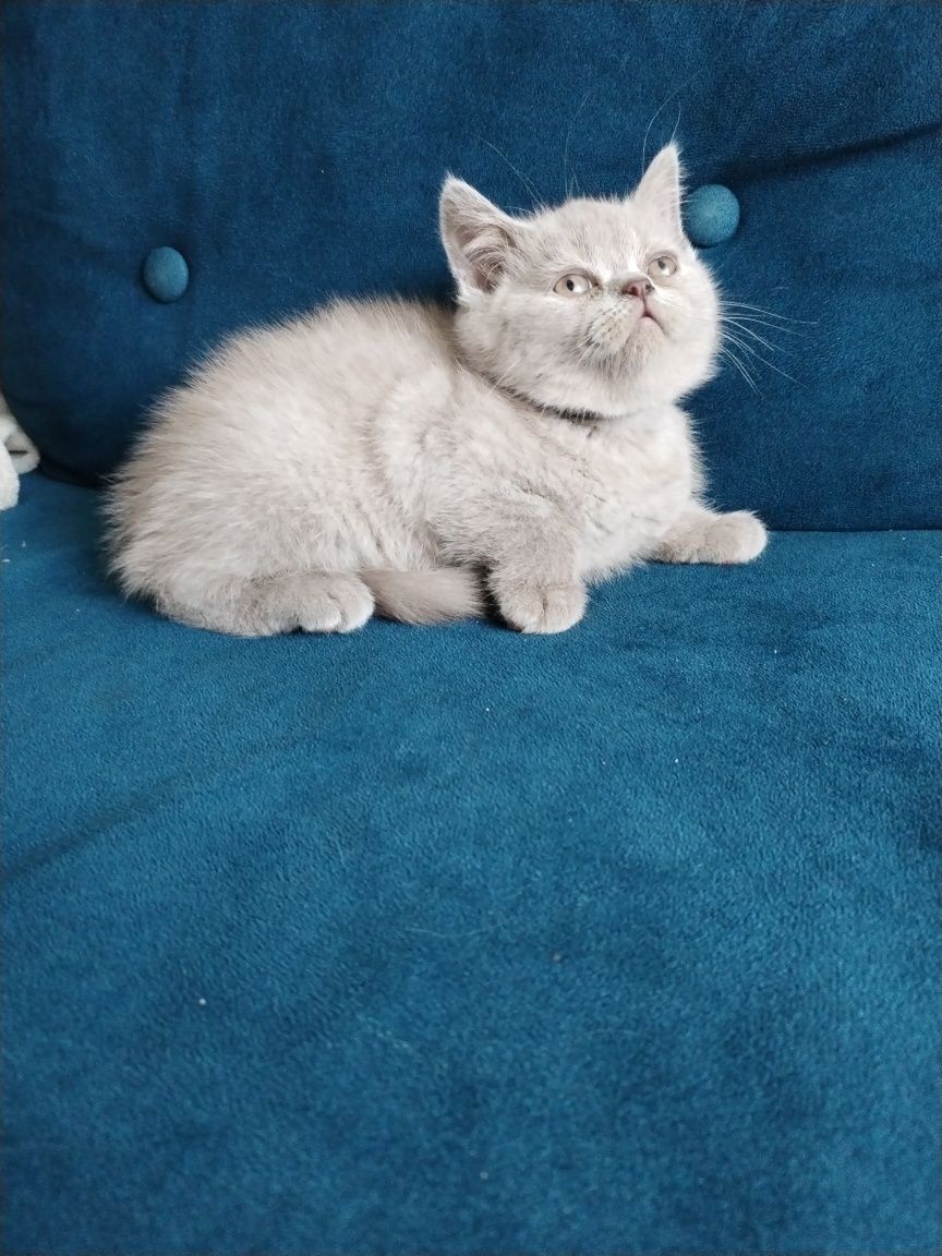 Kocurek Brytyjski Liliowy
