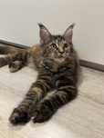 Kotka Maine coon