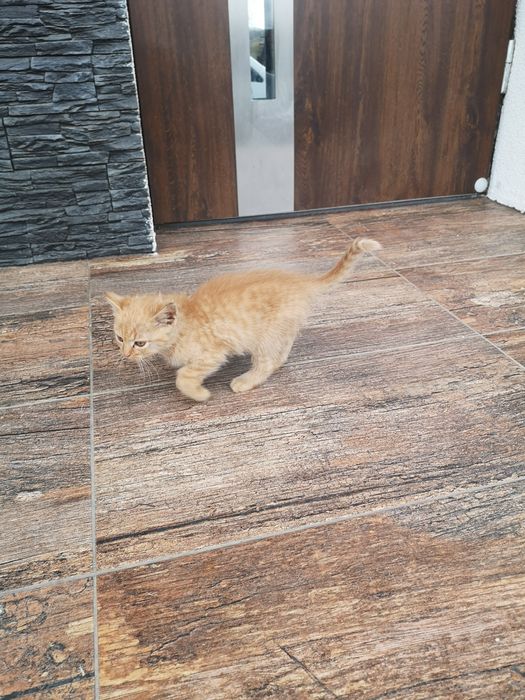 Oddam kotki w dobre ręce