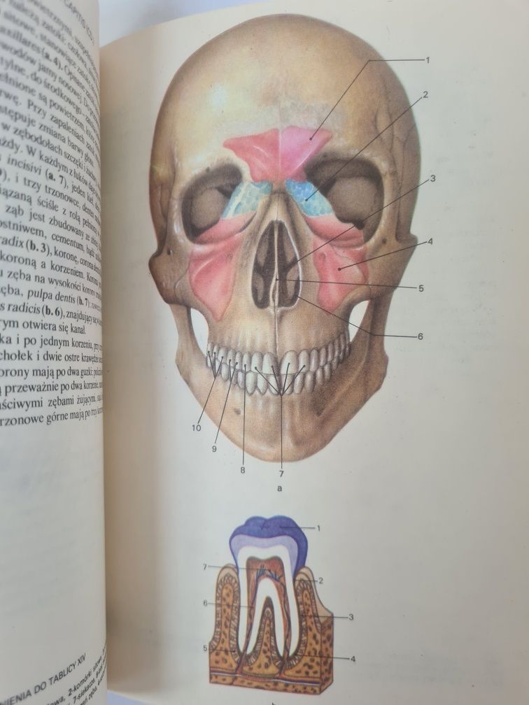 Mały atlas anatomiczny - Witold Sylwanowicz