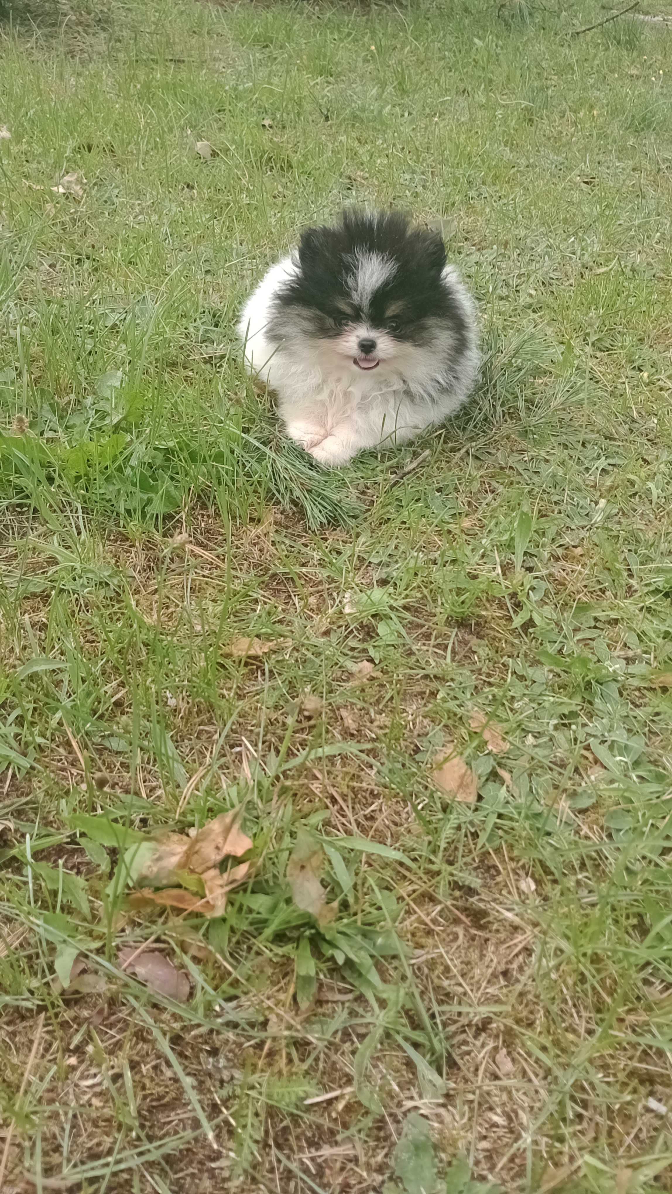 Chłopak Szpica Pomeraniana