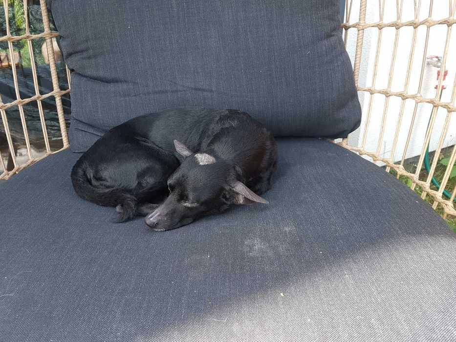 Zaginęła suczka Luna