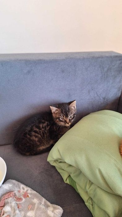 Oddam 2 koty w dobre ręce - urodzone pod koniec sierpnia