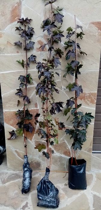 Ива Матсуда  (Матсудана), Клёны Фламинго , Роял Ред.