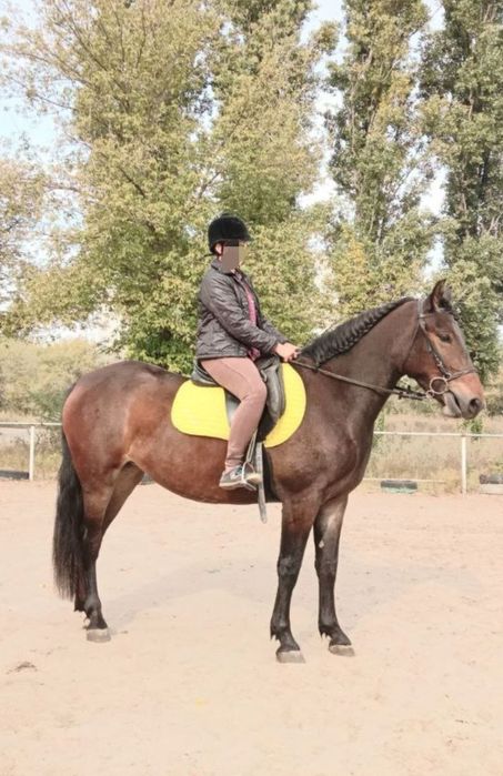 Продається молода, перспективна кобила трьох років.