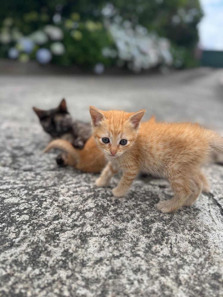 Gatos para oferta