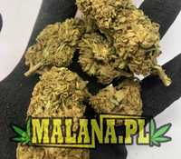 Lekki Jasny Susz Konopny CBD Mango Kush 1kg || MALANA.PL Hurt CBD